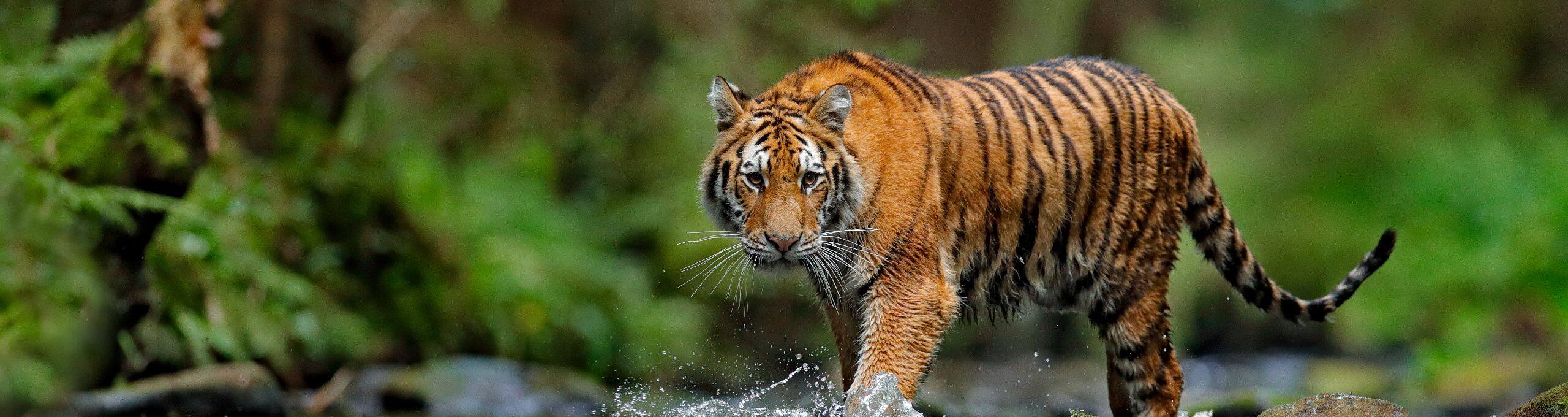 A Tryst With the Queen of Tadoba