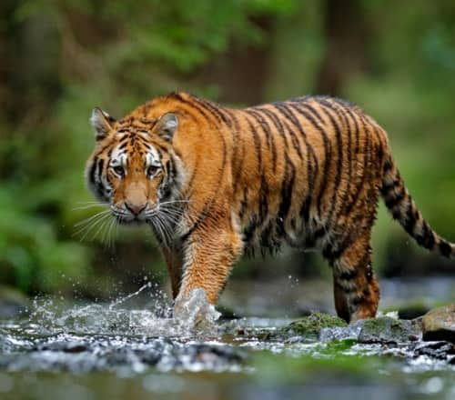 A Tryst With the Queen of Tadoba