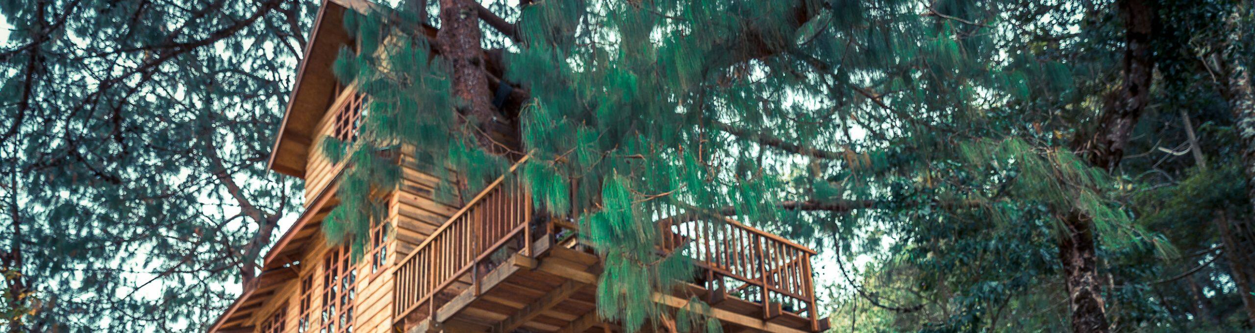 Monkeying Around: My Stay in a Tree-House