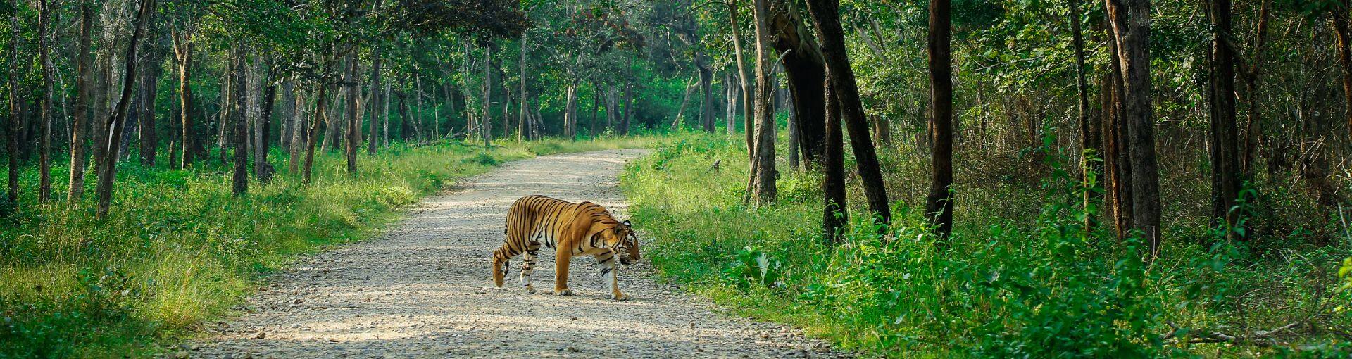 Call of the Wild: An Expedition into the National Parks of Karnataka