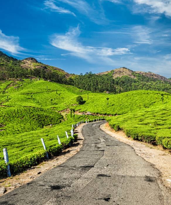 Thekkady to Munnar the Most Spectacular Road Trip in South India