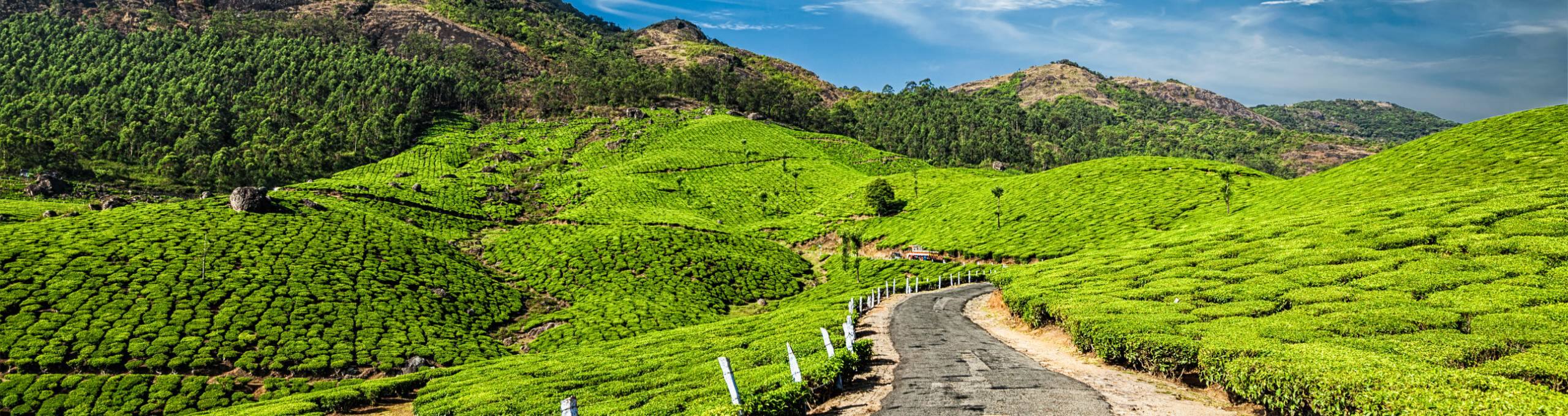 Thekkady to Munnar: The Most Spectacular Road Trip in South India