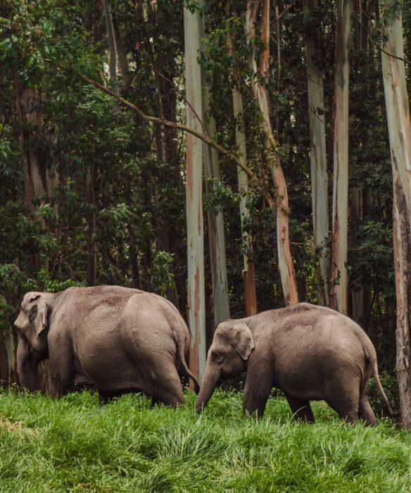 Wildlife Wonders of Kerala Explorings Anctuaries National Parks