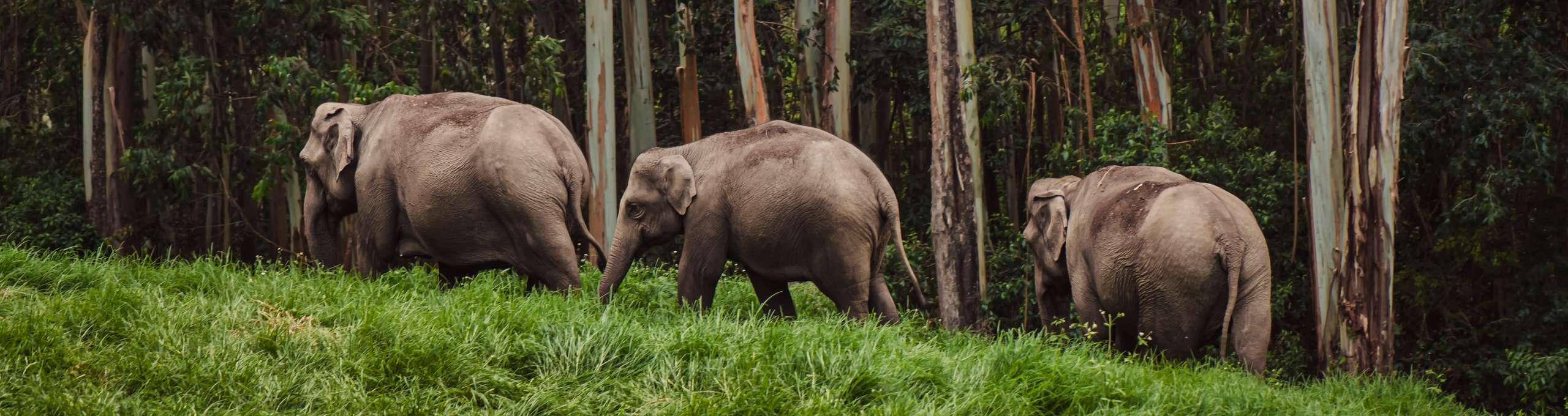 Wildlife Wonders of Kerala Explorings Anctuaries National Parks