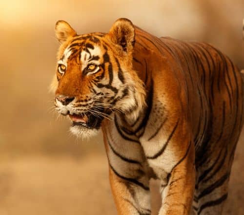 Walk on the Wild Side Exploring the Lesser Known Wildlife Parks of India