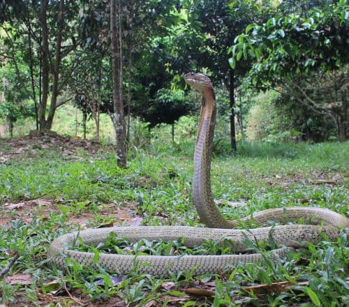 Agumbe the Cobra Capital of the South