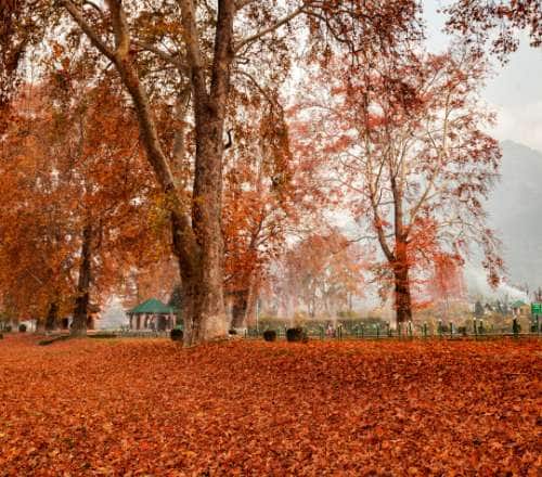colours-of-autumn-in-india