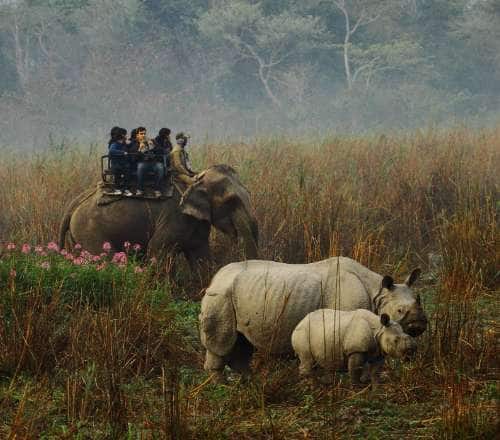 Assam Adventures 10 Days of Wildlife Encounters