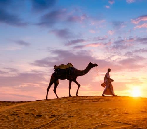 Camels Castles And Culture Unveiling the Magic of Rajasthan