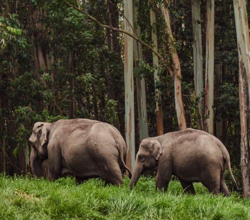 Wildlife Wonders of Kerala Explorings Anctuaries National Parks